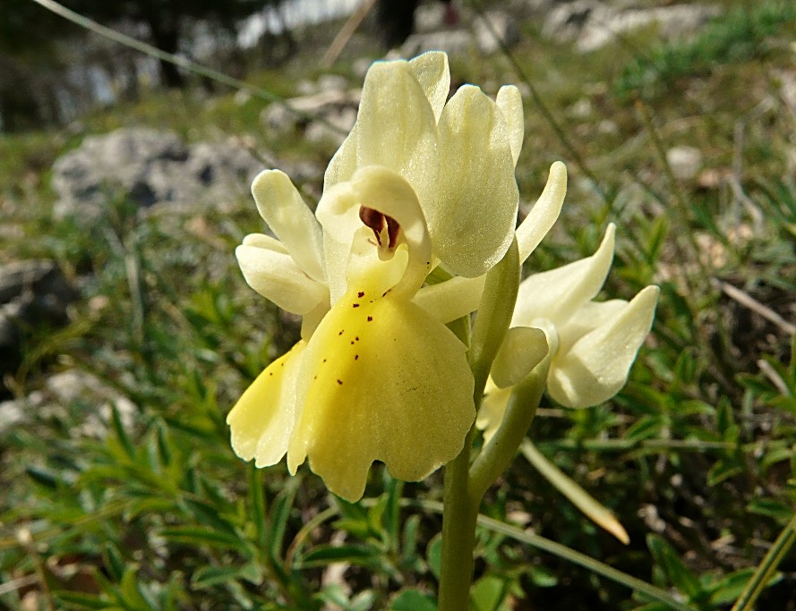 Orchis pauciflora